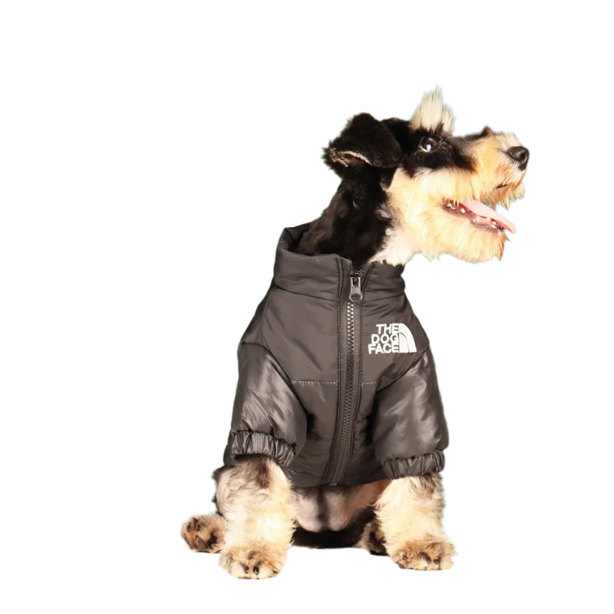 The Dog Face Puffer