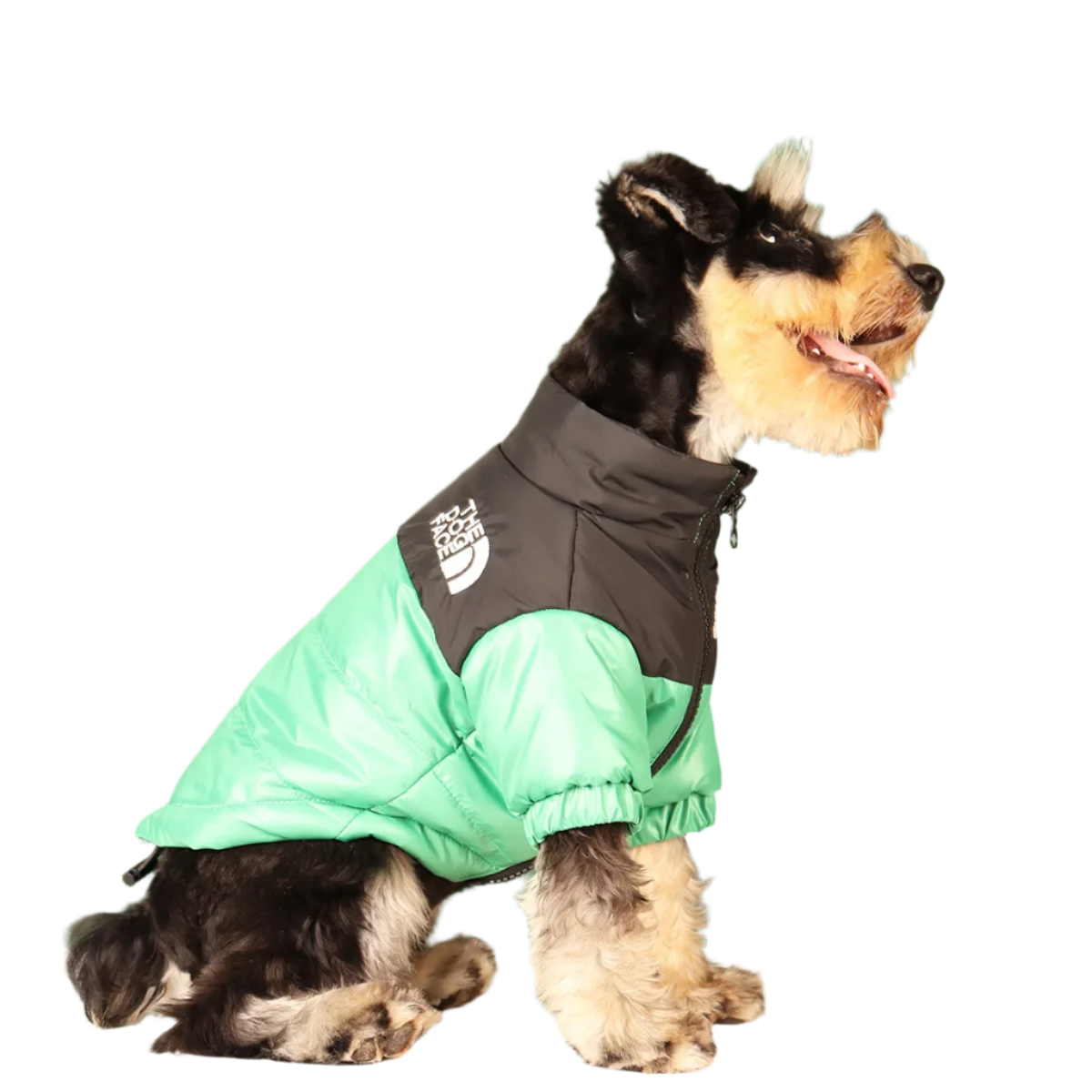 The Dog Face Puffer