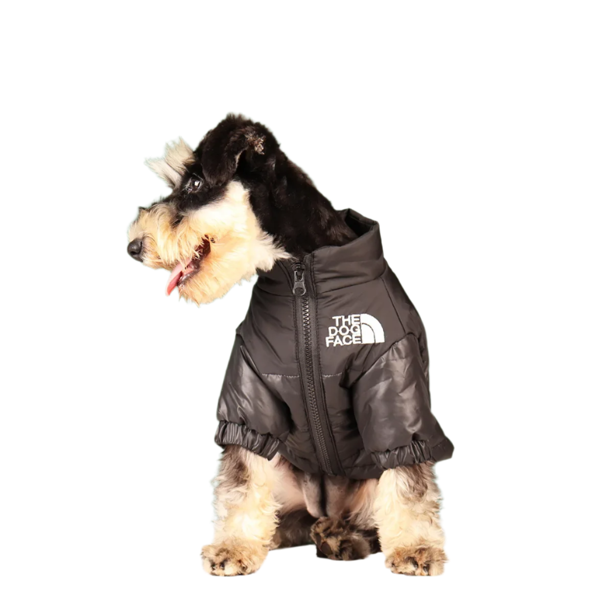 The Dog Face Puffer