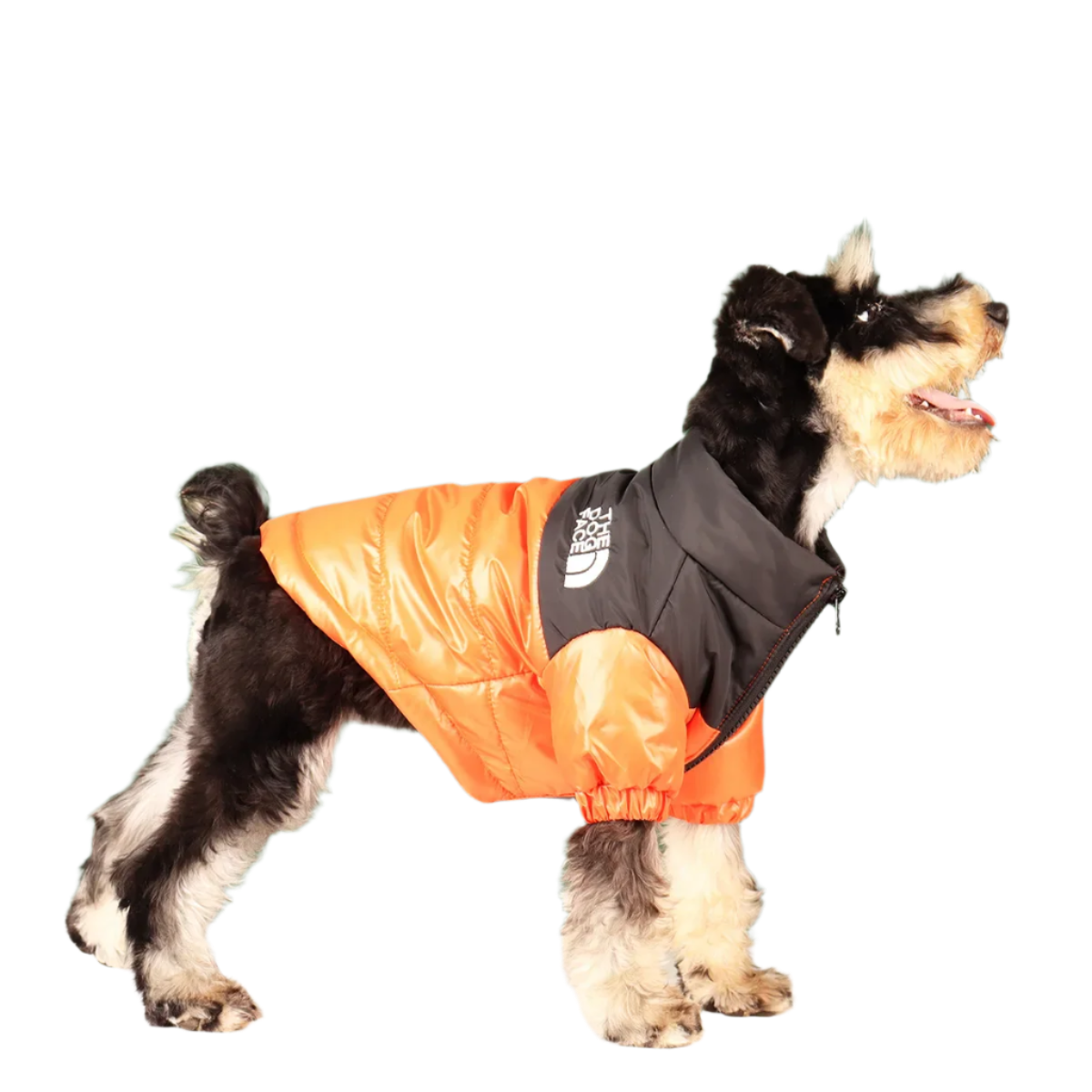 The Dog Face Puffer
