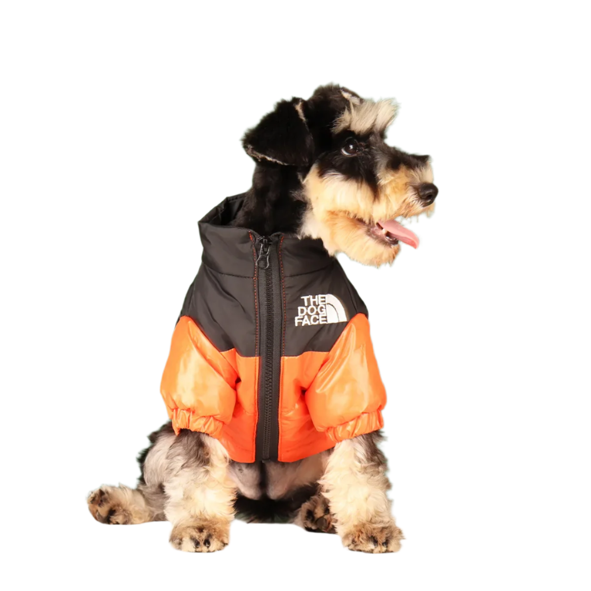The Dog Face Puffer