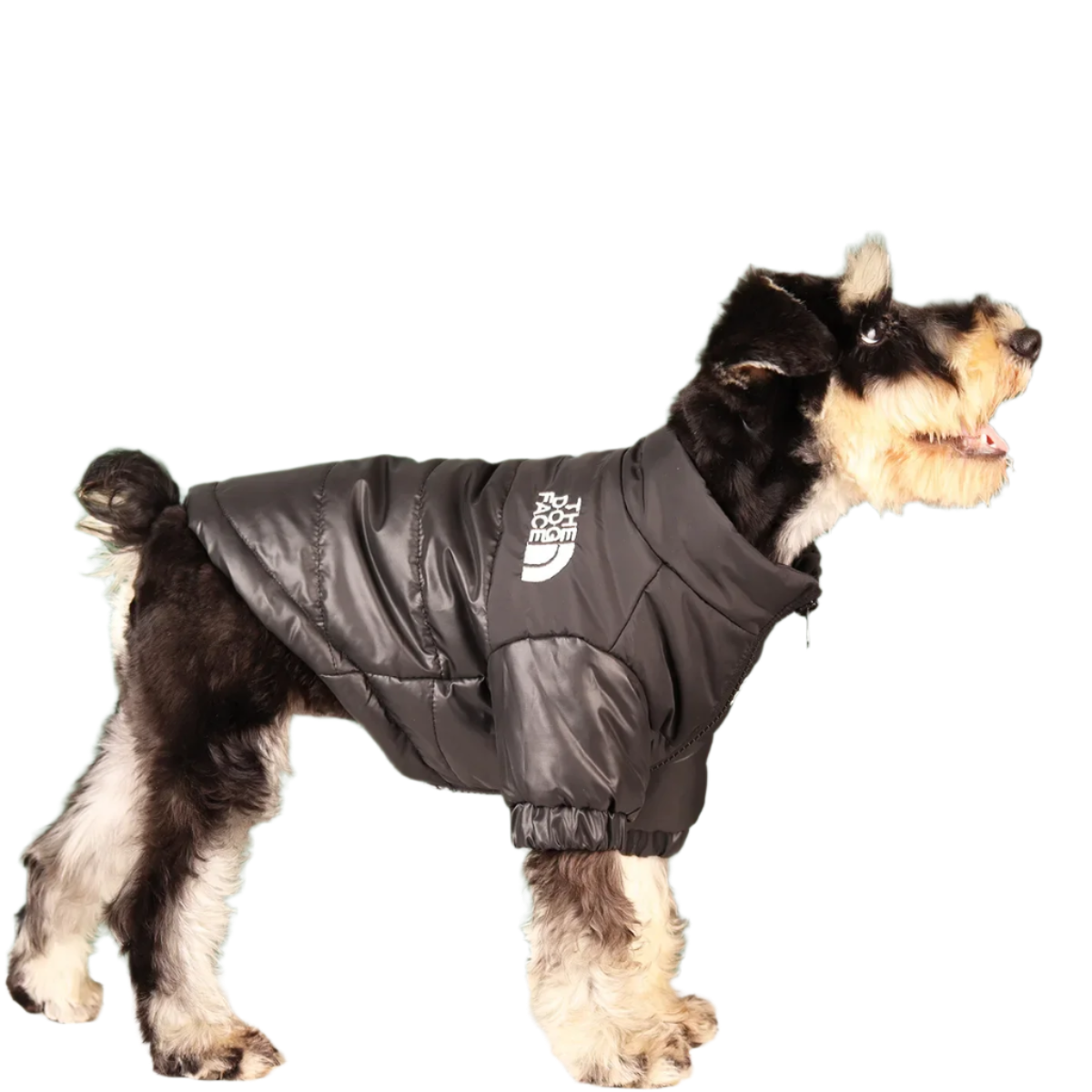 The Dog Face Puffer