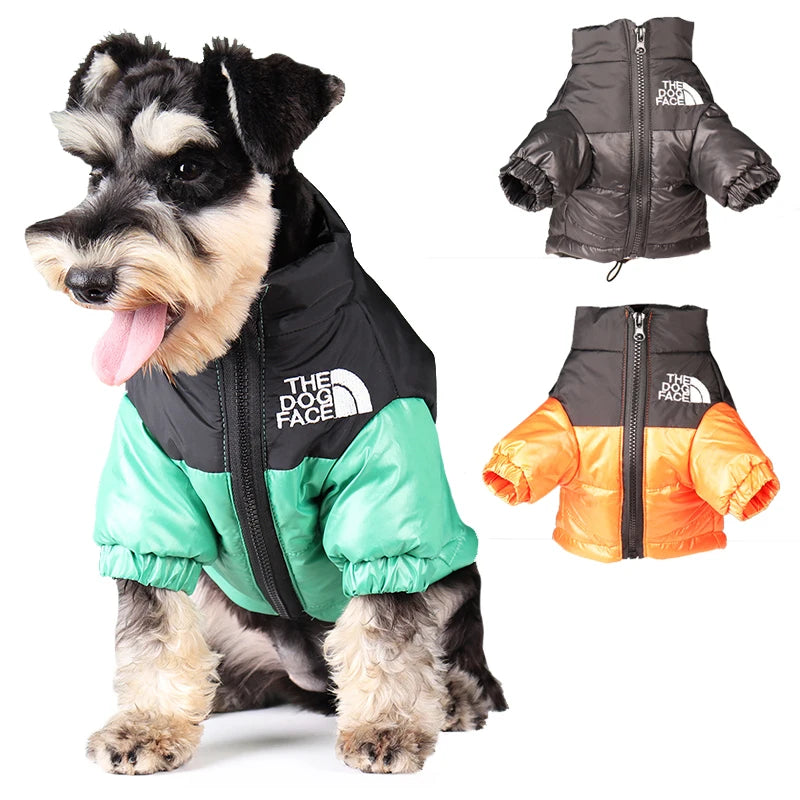 The Dog Face Puffer